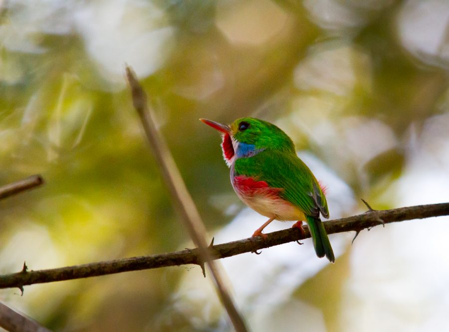 Balanced on a branch, the colorful Cuban tody perches in its natural habitat: the Zapata Swamp. While visiting Cuba, biologist Joe Roman and his students spotted the tody as well as six other endemic birds.