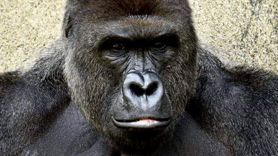 Staring into the camera, Harambe begins to familiarize himself with humans. Harambe was recently shot and killed at the Cincinnati Zoo after allegedly attacking a young boy named Isaiah Dickerson.