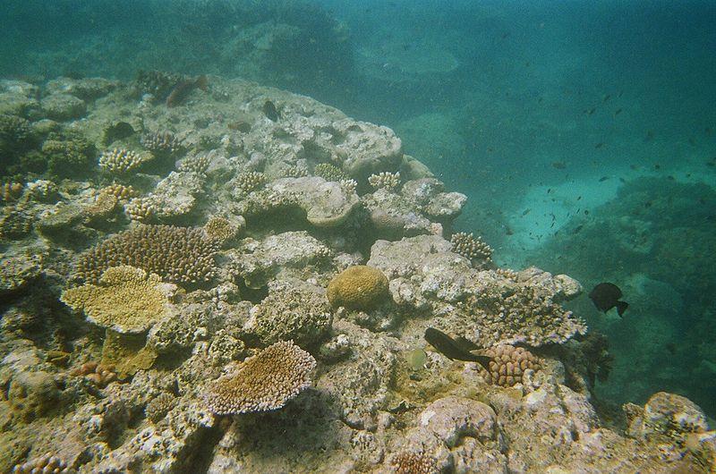 Having undergone massive bleaching in recent years, The Great Barrier reef is in serious danger. After a recent article claiming the reef is dead, there has been massive backlash over if the reef is dead or just on its way there.