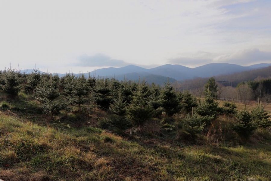 Growing on the side of the North Carolina mountains, these frasier fir are one of the nations most popular Christmas trees. The holiday season is upon us, and getting a Christmas tree is a tradition that no one can resist. 
