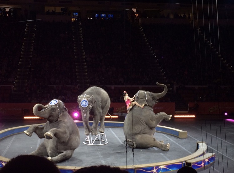 Performing at PNC arena in February of 2015 before they retired, the elephants were amongst the most popular acts as well as the main reason many people attended the shows. 2017 is the last year you’ll be able to see the Greatest Show on Earth live.