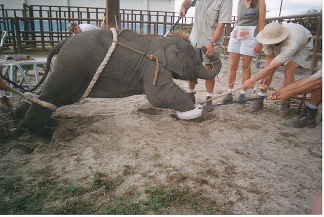 Force taught to learn circus tricks, this baby elephant has many more years of abuse to come. Sadly, there are not enough well-provoked laws to prohibit this kind of treatment for animals.