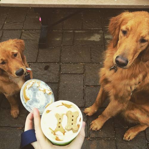 Topped with tempting peanut butter and dog biscuits, two goldens beg for a taste of Fresh’s dog-friendly sundae. Fresh offers a wide variety of unique flavors made antibiotic-free, pesticide-free, and hormone-free, sourced from local NC farms. 