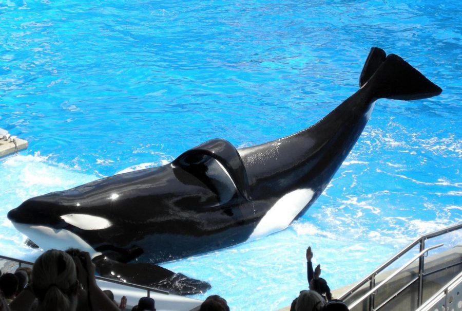Performing+a+trick+to+an+Orlando+crowd%2C+Tilikum+entertains+many.+His+collapsed+dorsal+fin+shows+the+built+up+stress+that+he+experienced+due+to+captivity.%0A