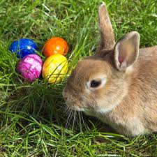 Sitting cute in the grass, the Easter bunny is a popular character for this holiday. Kids around the world are either posing for a photo with the Easter bunny or seated in the pews of churches, and many do both.