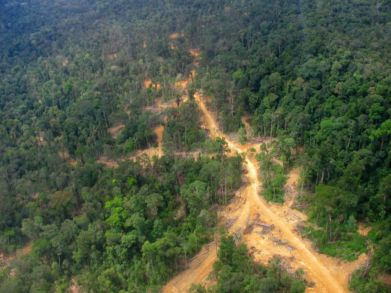 Running+through+the+Amazon+Rainforest%2C+illegal+logging+roads+are+used+to+transport+logs+that+benefit+the+lumber+industry.+Recent+agriculture+and+lumber+industry+activity+has+resulted+in+the+depletion+of+the+Amazon+Rainforest%2C+leaving+the+world+at+risk+for+climate+change.