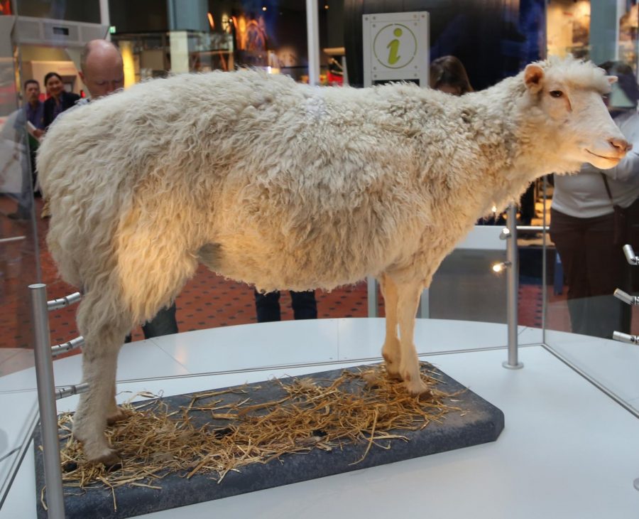 Standing upright at the National Museum of Scotland, Dolly the sheep was the first mammal cloned using an adult somatic cell. The twin monkeys were born in January were also replicated through reproductive cloning. 