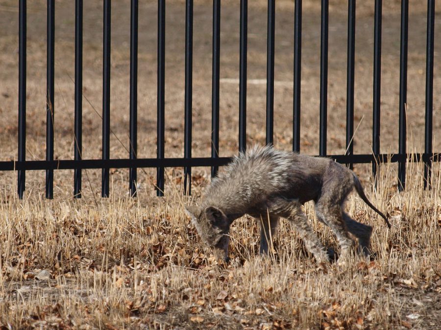 
Digging its nose into the ground, the Chupacabra searches for any sign of livestock, for the sole purpose of attacking it and sucking its blood. This is just one of many hoaxes that are so unusual, it is hard to believe they were established as real at one point in time.