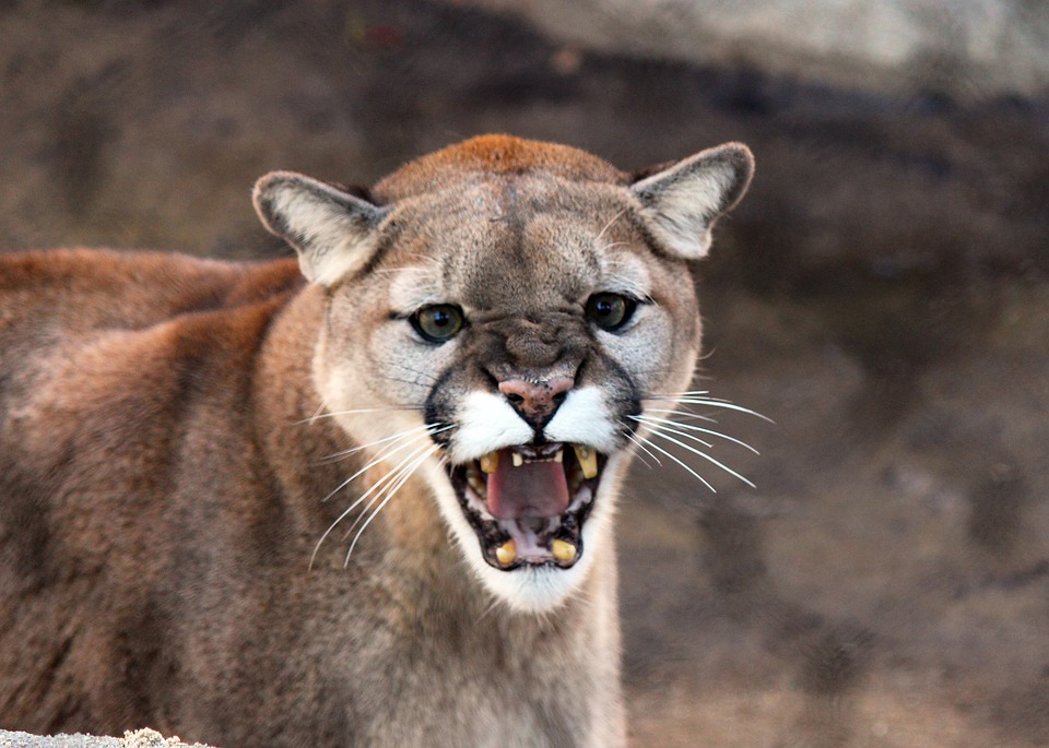 A snarling mountain lion, could this be our culprit? A 2008 TV show called Monster Quest concluded the beast was just a mountain lion, but others find this to be hard to believe.