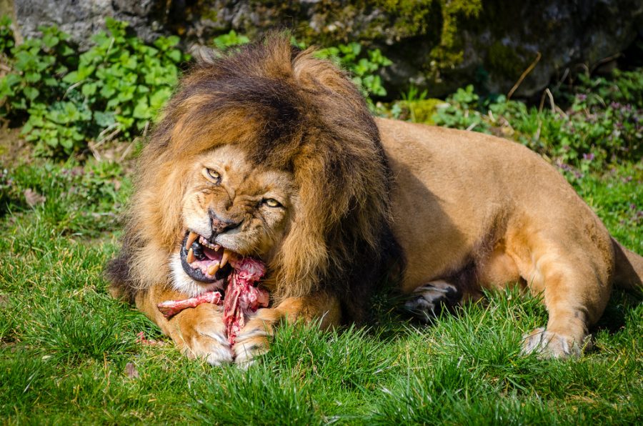 Devouring a piece of meat, this male lion favors North Carolina’s own Matthai, who was killed early Sunday afternoon after mauling Alexandra Black. Black was excited to have begun her own path, following her passion for animal sciences and undoubtedly died doing what she loved. 