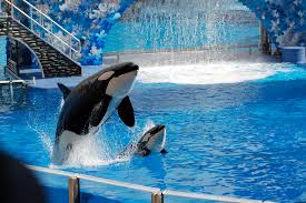 Leaping out of the water at SeaWorld, these two majestic orcas perform various tricks for the audience. Do the SeaWorld parks do more harm or good?