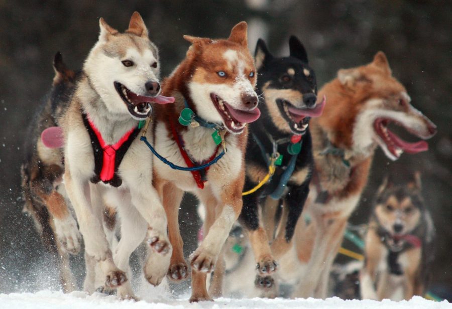 Mushing+down+the+trail%2C+these+dogs+begin+the+1%2C135+mile+race+from+Anchorage%2C+Alaska%2C+to+Nome%2C+Alaska.+On+this+date+back+in+1985%2C+Libby+Riddles+was+able+to+become+the+first+woman+to+ever+win+the+race.+%0A