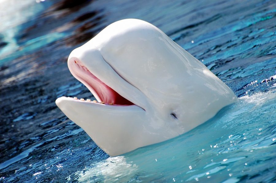 Known for their sleek, eye-catching white bodies and cute faces, beluga whales are frequent favorites in children’s books and zoos. However, they also possess high intelligence that makes them targets for Russian military training. 