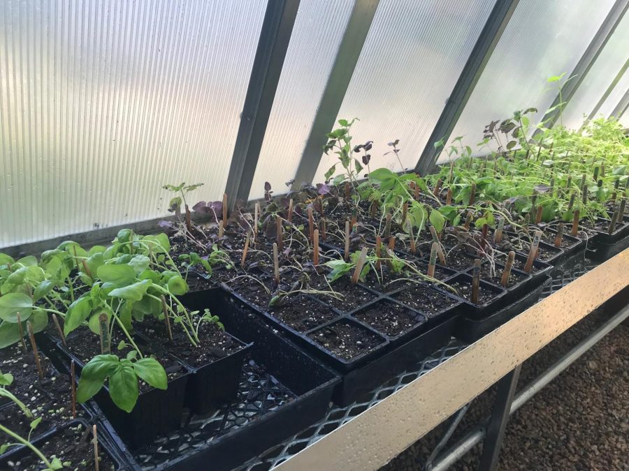 Using Millbrook’s resources to their advantage, students grow herbs and other plants in our greenhouse. This gives them the opportunity to learn how to correctly grow food and practice environmentally friendly actions.