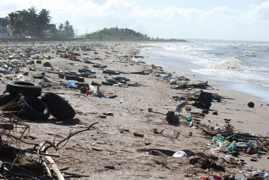 Lining the beaches with discarded waste, the man-made destruction slowly begins to seep its way into the ocean. If these disposable plastic products end up in the ocean, they will have destructive effects on the health of the ocean itself and the health of the marine organisms that live in the ecosystem. 