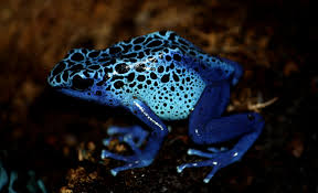 Perched on a rock, a poison dart frog uses its iridescent blue color to signal a warning to predators. Many animals containing toxins will use physical features to exemplify their dangerous qualities.