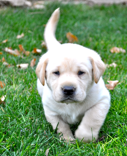 Walking towards its owner for attention, this Golden Retriever puppy plays in the backyard to release some pent-up energy. Goldens are one of the many dog breeds commonly adopted by U.S. families with others including Beagles, Labrador Retrievers, and Pugs.