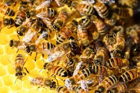 Swarming over a colony, bees flap their wings over the cells to set the nectar and store them for future use. The honey that bees produce supply consumers with a sweet, sticky treat, but the alarming decrease in bee populations could threaten other various sources of food that the world depends on.
