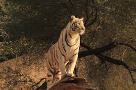 Living in areas that are being destroyed, the tiger population relies on sanctuaries to keep them from going extinct. Following the lives of Joe Exotic, Carole Baskins and others, the Tiger King is very informative about how the tigers act as well as the owners’ struggles and fights.