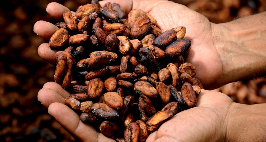  Cacao beans straight from the pods are white, but when they are dried in the sun they form a tannish, brown color. The demand for chocolate is increasing, and there is pressure on farmers by commercial brands to produce more and more. 
