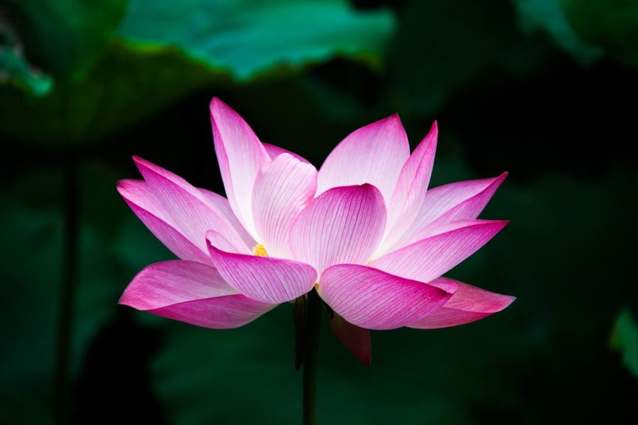 The vibrantly beautiful Lotus flower is a symbol of Karma in several Asian countries. The seed is like the cause, and the flower is the effect, proving that symbolically, anyone can grow as a person as a result of their actions. 