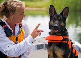  Training for water rescue, this German Shepard is preparing to join a water rescue team. This is just one example of rescue dogs entering the workforce and contributing to society. 