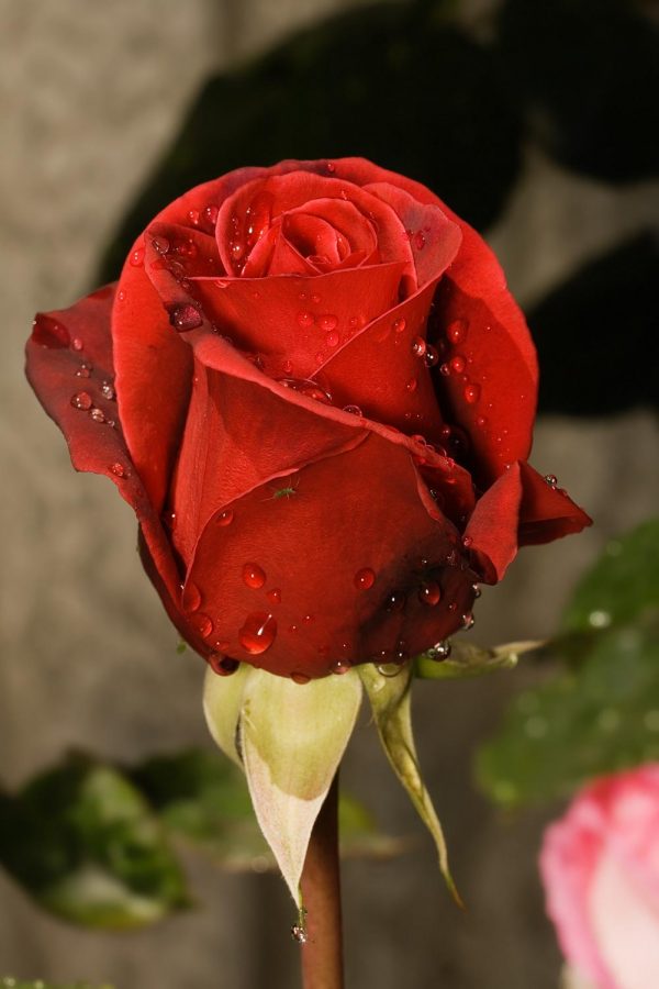 To express interest, Clare Crawley hands out roses to the men she would like to keep around and get to know better. Receiving a rose indicates that contestants are safe for the next week and have more time to build a connection with the Bachelorette. 