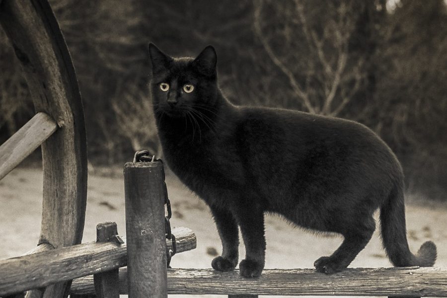 In the realm of superstition, black cats are thought of as “bad luck” and popular symbols of spirituality. Because of their history with witchcraft, black cats are also seen as mischievous and spooky creatures.   