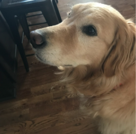  This is Audrey Massey’s six-year-old golden retriever, Shelley. Audrey and her family take care of Shelley by taking her for long walks and paying for her health expenses. 