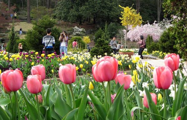 The Sarah P. Duke Gardens are one of the many spots in the Triangle featuring stunning flowers.