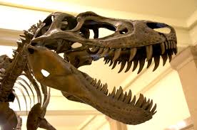 Juvenile Tyrannosaurus Rex aka Nanotyrannus mounted at the Carnegie Museum of Natural History, Pittsburgh